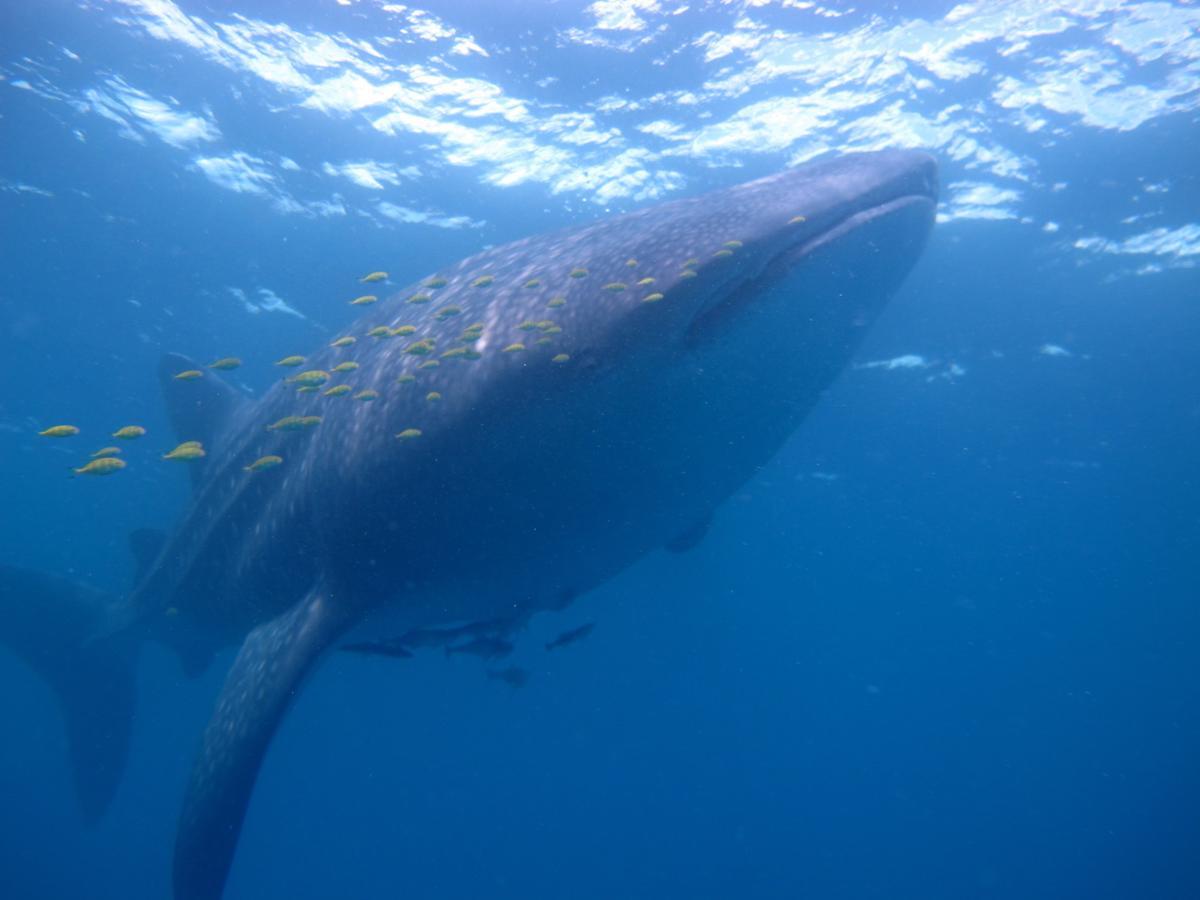 Hotel Coral Divers 3*